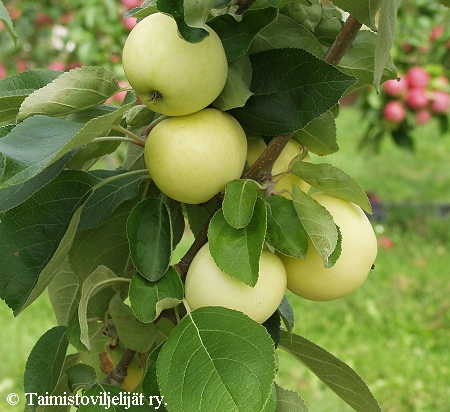 Malus domestica 'Valkeakuulas'-tarhaomenapuu.jpg